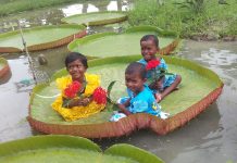 দক্ষিণ আমেরিকার জলজ গাছ নাম ভিক্টোরিয়া ক্রুজিয়ানা এখন বর্ধমান বিশ্ববিদ্যালয়ে