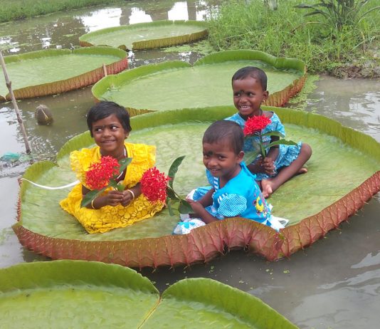 দক্ষিণ আমেরিকার জলজ গাছ নাম ভিক্টোরিয়া ক্রুজিয়ানা এখন বর্ধমান বিশ্ববিদ্যালয়ে