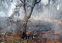 দুর্গাপুরে ডিপিএল-এর জঙ্গলে হঠাৎ আগুন