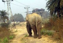 দাঁতালটি ফিরে গেল বাঁকুড়ায়, স্বস্তি দুর্গাপুরে