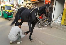 কালো ঘোড়াকে ছুটিয়ে ইনস্ট্যান্ট ঘোড়ার নাল, তাই দিয়ে ভাগ্য ফেরাতে ব্যস্ত শিল্পাঞ্চল