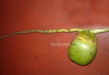 পুজোর উপকরণ সশীষ ডাবে পেরেক, খুলে যাওয়া শীষ ডাবে জুড়ে দেওয়া হচ্ছে পেরেক দিয়ে