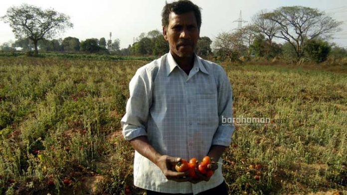 vegetables-industrial-land4