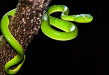 সাপের কামড়ে ওঝার মৃত্যু, কাজ হল না ঝাড়ফুঁকে