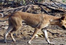 কুকুরের তাণ্ডবে আতঙ্ক পূর্বস্থলীর কয়েকটি গ্রামে
