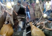 ‘স্লিপ অফ ঠ্যাং’, ড্রেনে গরু, উদ্ধারে দমকল