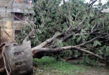 কালবৈশাখী ঝড়ে লণ্ডভণ্ড দুর্গাপুর, গাছ ভেঙে পড়ে যান চলাচল ব্যাহত