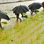 paddy-sapling-planting