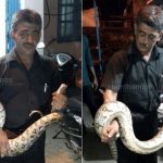 python-recovered-dgp