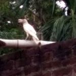 white-crow1
