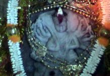 কাঁকসার গড়-জঙ্গলে মা শ্যামারূপা মন্দিরে অষ্টমীর পুণ্য লগ্নে মানুষের ঢল