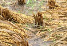 পাকা ধানে মই বৃষ্টির, ক্ষতির মুখে চাষিরা