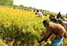 অঘ্রাণ মাস পড়তেই গ্রাম বাংলায় শুরু নবান্ন উৎসব