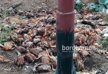 ফেলে দেওয়া মরা মুরগি নিয়ে আতঙ্ক ছড়াল দুর্গাপুরে