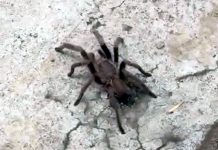 আসানসোলের হীরাপুর, সালানপুর ও নিয়ামতপুরে ট্যারান্টুলার আতঙ্ক