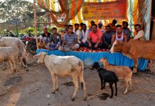 গবাদি পশু নিয়ে জমিহারাদের অবস্থান বিক্ষোভ বরাকরে