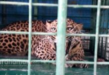 বর্ধমানের রমনাবাগানে এল নতুন অতিথি ধ্রুব ও কালি, আসছে আরও