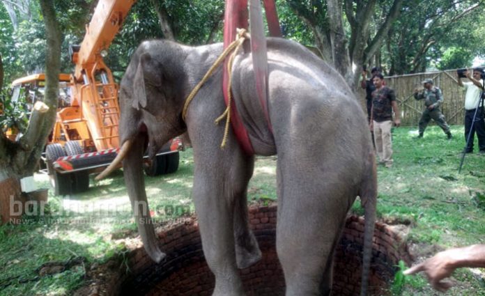 panagarh-base-camp-elephant-recovery