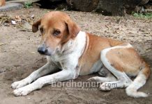 পশ্চিম বর্ধমানে পথকুকুর ও বিড়ালদের জন্য হচ্ছে আশ্রয়স্থল