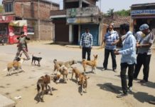 বাড়ছে পথ কুকুরের সংখ্যা, নির্বীজকরণের উদ্যোগ দুর্গাপুর পুরসভার