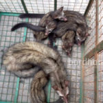 asian-palm-civet-bdn1