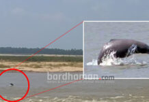 রণডিহায় দামোদরে দেখা মিলল ডলফিনের