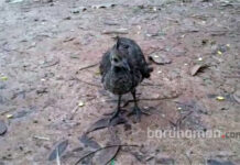 বর্ধমান রমনা বাগানে আনা হচ্ছে ময়ূরের বাচ্চা