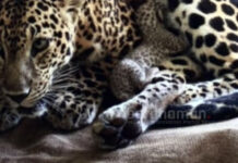 বর্ধমানের রমনাবাগানে ফের জন্ম নিল বাঘ শাবক