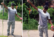 বর্ধমানের রসুলপুরে ৫ ফুট লম্বা লাউডগা সাপ উদ্ধার