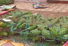 ডুবুরডিহি চেকপোস্টে উদ্ধার ৬৬০টি টিয়া পাখি, গ্রেফতার ৪