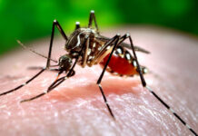পূর্ব বর্ধমান জেলায় ডেঙ্গি আক্রান্ত ৫২০, সচেতনতার উপর জোর