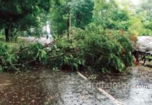 দুর্যোগের জেরে দুর্গাপুরে রাস্তায় একাধিক গাছ পড়ে বিপত্তি