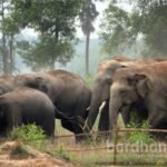 elephant-herd-ausgram2