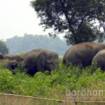 elephant-herd-ausgram3