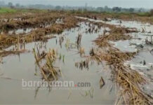 অকাল বর্ষণে ক্ষতির মুখে দুই বর্ধমান জেলার ধানচাষ