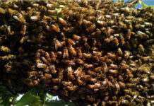 দুর্গাপুরে ফুলঝোড় মোড়ে মৌমাছির আক্রমণে জখম ৬