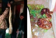 অন্ডালের টপ লাইন মোড়ে বিশালাকার পাইথন উদ্ধার