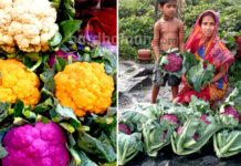 পুষ্টিকর রঙীন ফুলকপি চাষ হচ্ছে দুর্গাপুরে, চাহিদাও ব্যাপক