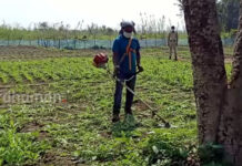দামোদরের চরে পোস্ত চাষ নষ্ট করতে অভিযান আবগারি দফতরের