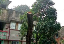 দুর্গাপুরে গাছ কেটে পাচারের চেষ্টার অভিযোগে আটক ২