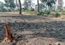 কাঁকসায় দামোদরের চর থেকে গাছ কেটে পাচারের অভিযোগ