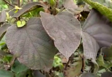 ডিপিএলের কালো ছাইয়ে ঢাকা পড়ছে দুর্গাপুরের পিয়ালা, ক্ষোভ