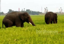 ফের পূর্ব বর্ধমানে দাঁতাল হাতির হানা