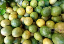 দুর্গাপুরে ১৫ টাকায় বিকোচ্ছে এক একটি পাতিলেবু, ক্রেতার হাতে ছ্যাঁকা