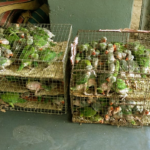 parakeet-chicks-recovered-bdn-station1
