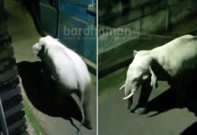 ফের দাঁতাল হাতির দাপাদাপি দুর্গাপুরের ডিপিএল এলাকায়