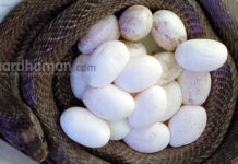 রমনাবাগানে গোখরোর ১৭টি ডিম ফোটানোর জোর তৎপরতা