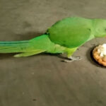 parrot-birth-day-sonapalashi1
