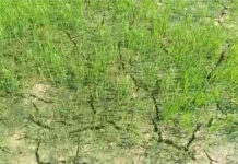 ২২ জুলাই থেকে ডিভিসি নিয়ন্ত্রিত জল ছাড়বে