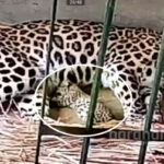 leopard-cub-ramana-bagan